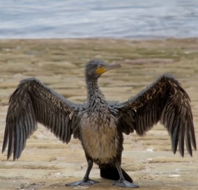 bird, dreamstime_s_23417515